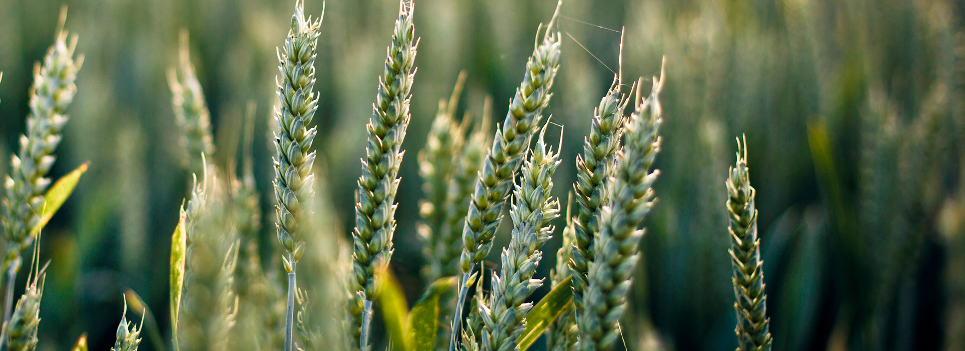 虚拟号码手机号发送平台